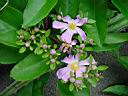 pereskia grandiflora var id 2.jpg